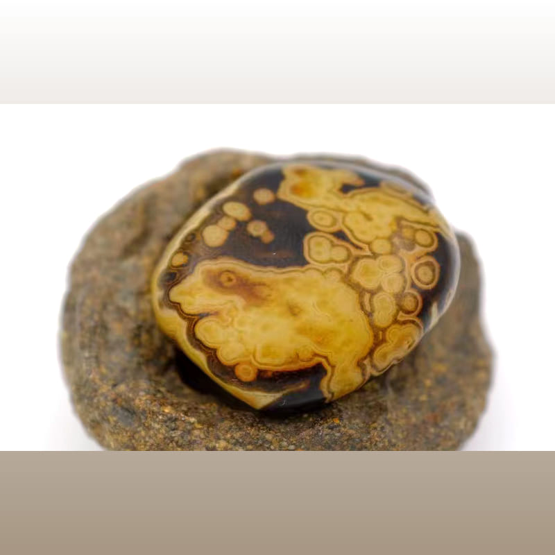 金蟾 · 马达加斯加玛瑙