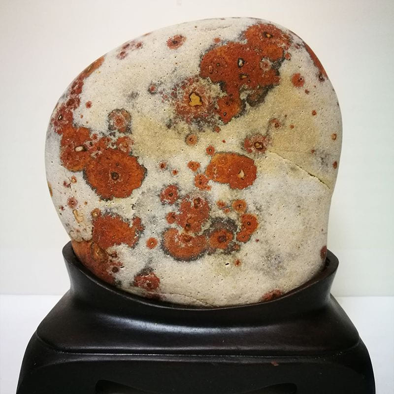 梅花散彩向空山 · 金沙江梅花石